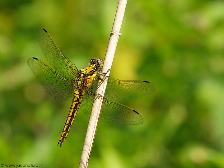 Orthetrum cancellatum femmina